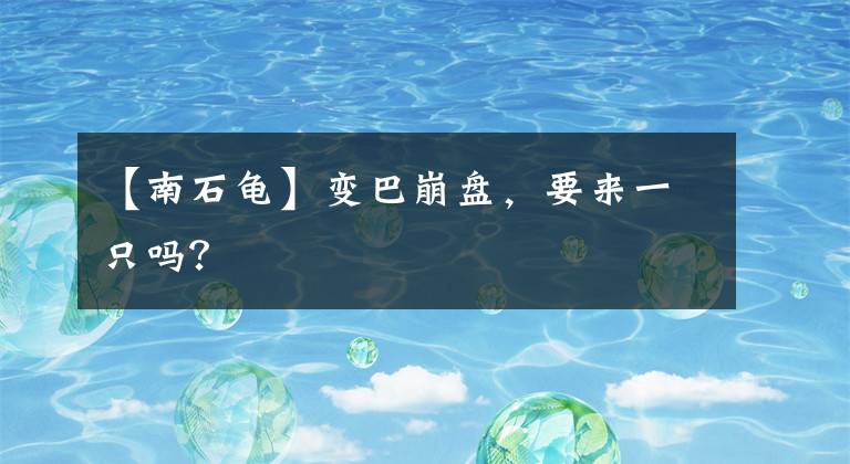 【南石龟】变巴崩盘，要来一只吗？