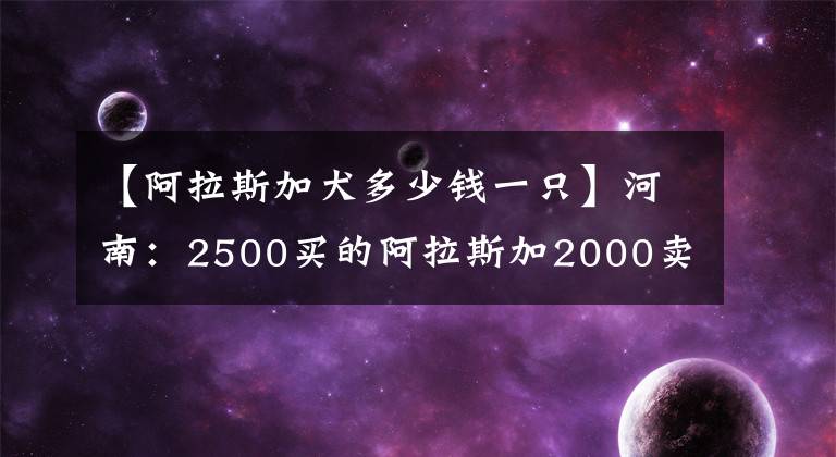 【阿拉斯加犬多少钱一只】河南:2500买的阿拉斯加2000卖,卖狗小夫妻理由很充分:没时间喂