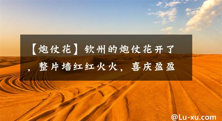 【炮仗花】钦州的炮仗花开了，整片墙红红火火，喜庆盈盈