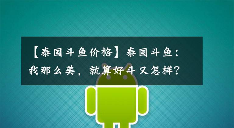 【泰国斗鱼价格】泰国斗鱼：我那么美，就算好斗又怎样？