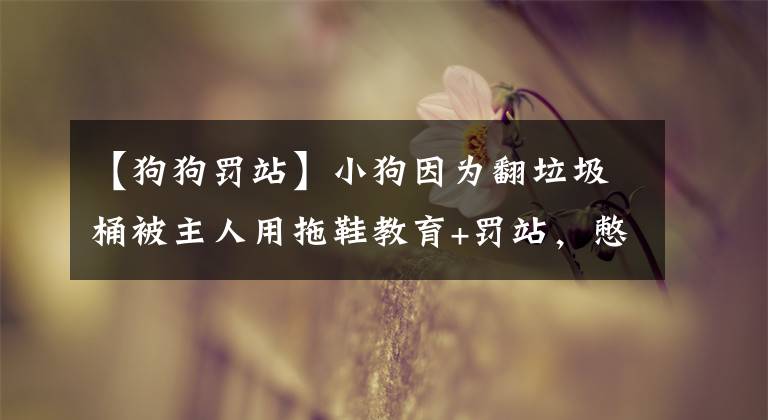 【狗狗罚站】小狗因为翻垃圾桶被主人用拖鞋教育+罚站,憋眼泪装残疾一秒破功