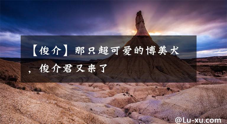 【俊介】那只超可爱的博美犬，俊介君又来了