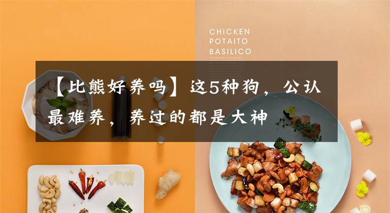 【比熊好养吗】这5种狗,公认最难养,养过的都是大神