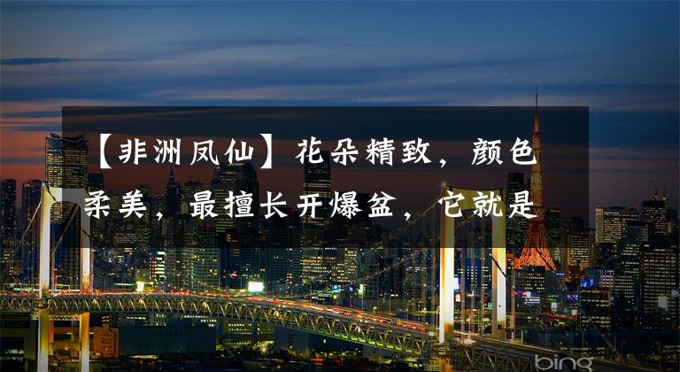 【非洲凤仙】花朵精致,颜色柔美,最擅长开爆盆,它就是非洲凤仙花