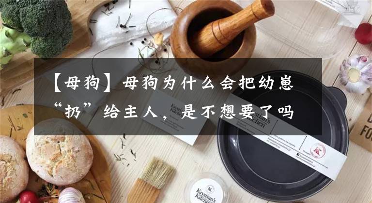【母狗】母狗为什么会把幼崽“扔”给主人，是不想要了吗？