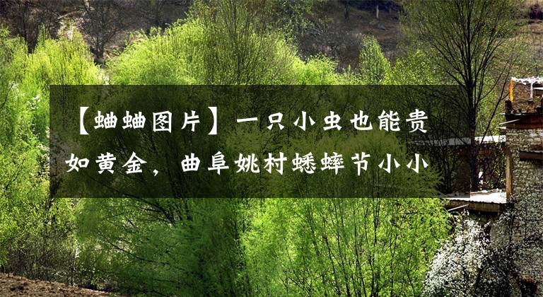 【蛐蛐图片】一只小虫也能贵如黄金,曲阜姚村蟋蟀节小小蟋蟀卖出天价
