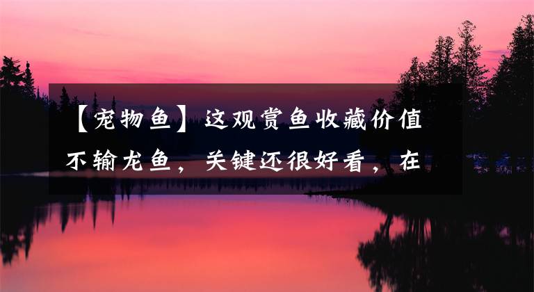 【宠物鱼】这观赏鱼收藏价值不输龙鱼，关键还很好看，在鱼缸里也很耐养