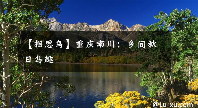 【相思鸟】重庆南川：乡间秋日鸟趣