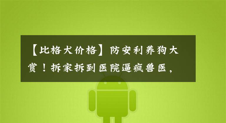 【比格犬价格】防安利养狗大赏！拆家拆到医院逼疯兽医，这是打算征服全人类？