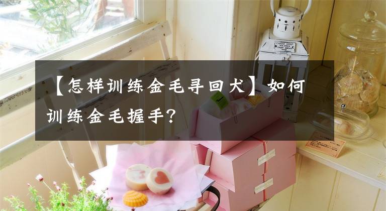 【怎样训练金毛寻回犬】如何训练金毛握手？