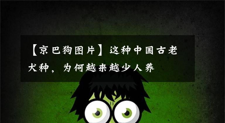 【京巴狗图片】这种中国古老犬种,为何越来越少人养