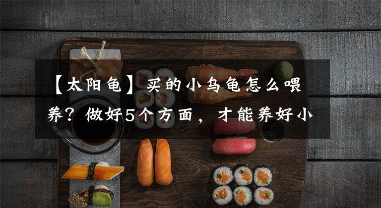 【太阳龟】买的小乌龟怎么喂养?做好5个方面,才能养好小乌龟