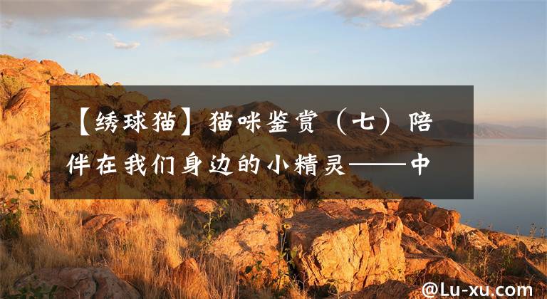 【绣球猫】猫咪鉴赏(七)陪伴在我们身边的小精灵——中华田园猫 临清狮子猫