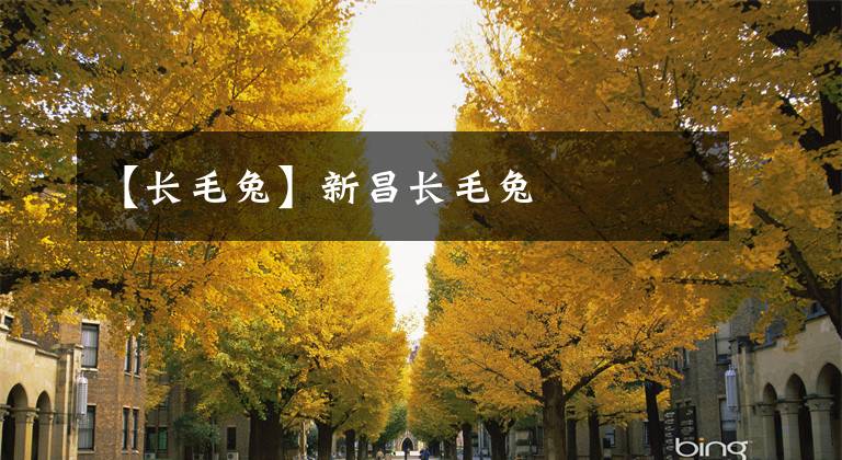 【长毛兔】新昌长毛兔