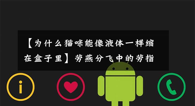 【为什么猫咪能像液体一样缩在盒子里】劳燕分飞中的劳指的是什么?蚂蚁庄园10月19日答案 小鸡宝宝考考你每日答案总汇