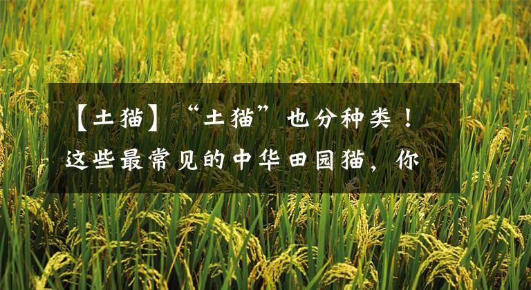 【土猫】“土猫”也分种类！这些最常见的中华田园猫，你养过吗？
