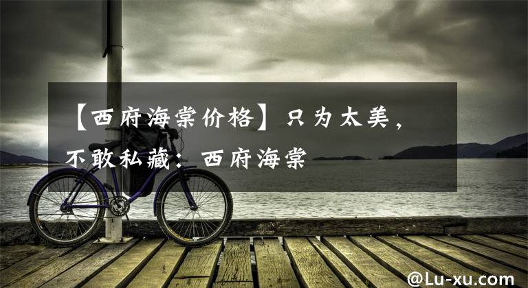 【西府海棠价格】只为太美，不敢私藏：西府海棠