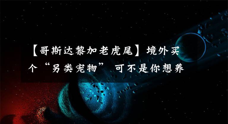 【哥斯达黎加老虎尾】境外买个“另类宠物” 可不是你想养就能养!