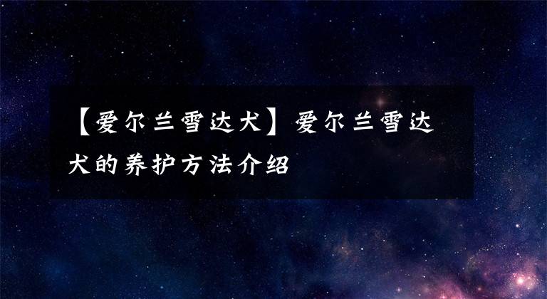 【爱尔兰雪达犬】爱尔兰雪达犬的养护方法介绍