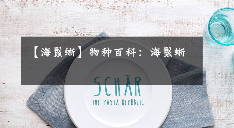 【海鬣蜥】物种百科：海鬣蜥