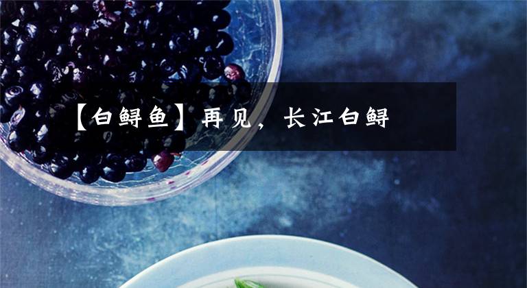 【白鲟鱼】再见，长江白鲟