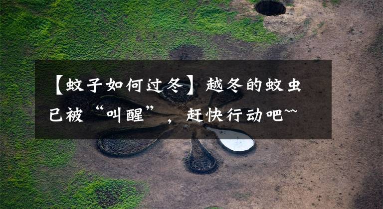 【蚊子如何过冬】越冬的蚊虫已被“叫醒”,赶快行动吧~~