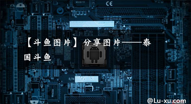 【斗鱼图片】分享图片——泰国斗鱼