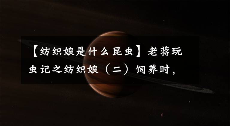 【纺织娘是什么昆虫】老蒋玩虫记之纺织娘（二）饲养时，这几点要注意，否则后悔莫及