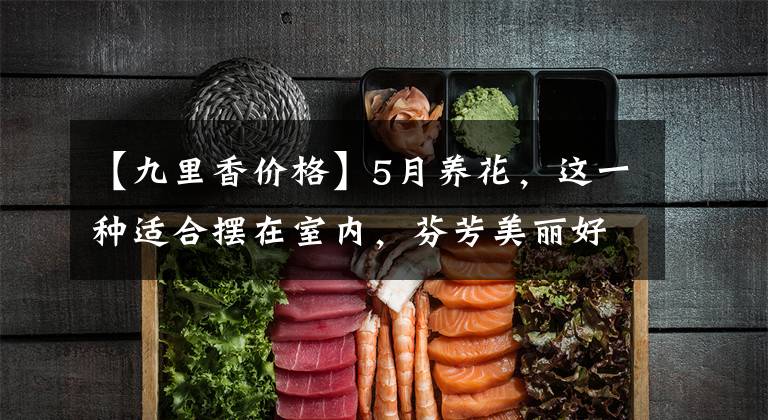 【九里香价格】5月养花，这一种适合摆在室内，芬芳美丽好养护