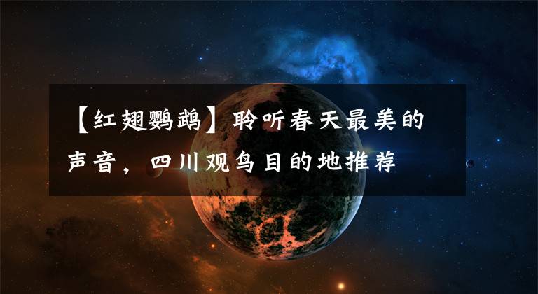 【红翅鹦鹉】聆听春天最美的声音,四川观鸟目的地推荐