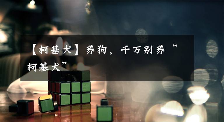 【柯基犬】养狗，千万别养“柯基犬”