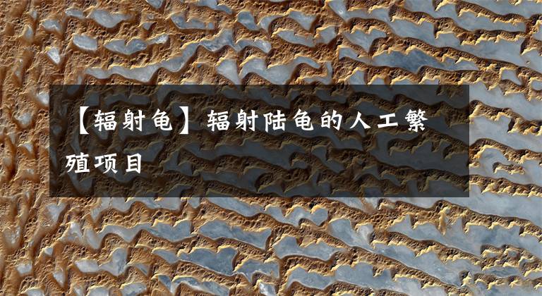 【辐射龟】辐射陆龟的人工繁殖项目