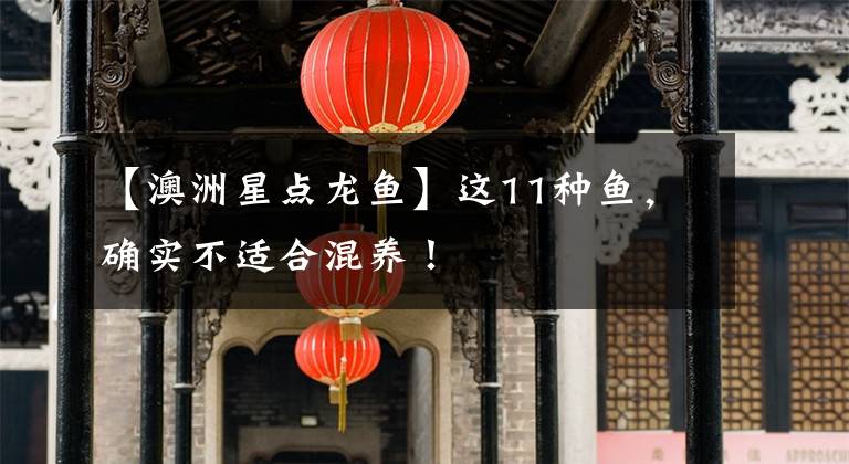 【澳洲星点龙鱼】这11种鱼，确实不适合混养！