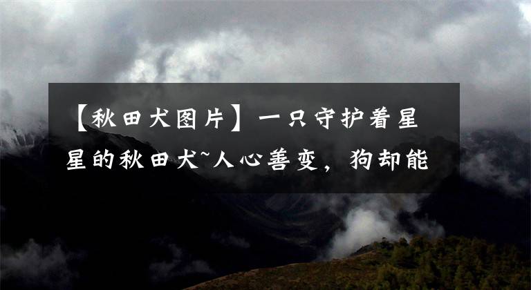 【秋田犬图片】一只守护着星星的秋田犬~人心善变,狗却能死心塌地!