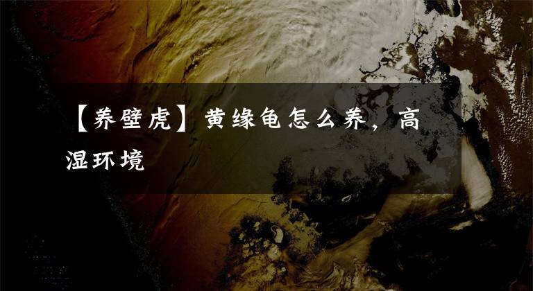 【养壁虎】黄缘龟怎么养，高湿环境