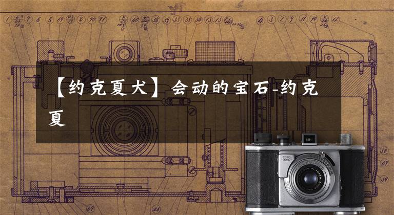 【约克夏犬】会动的宝石-约克夏