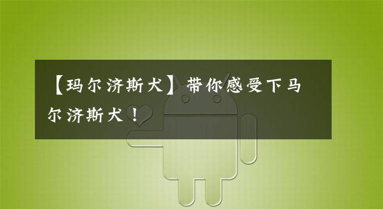 【玛尔济斯犬】带你感受下马尔济斯犬！