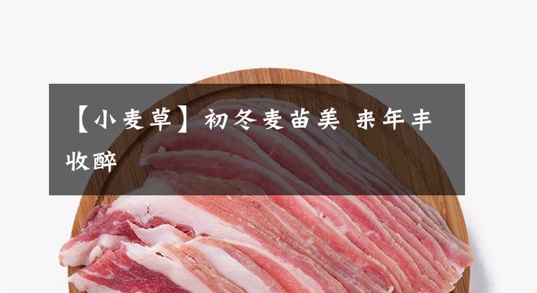 【小麦草】初冬麦苗美 来年丰收醉