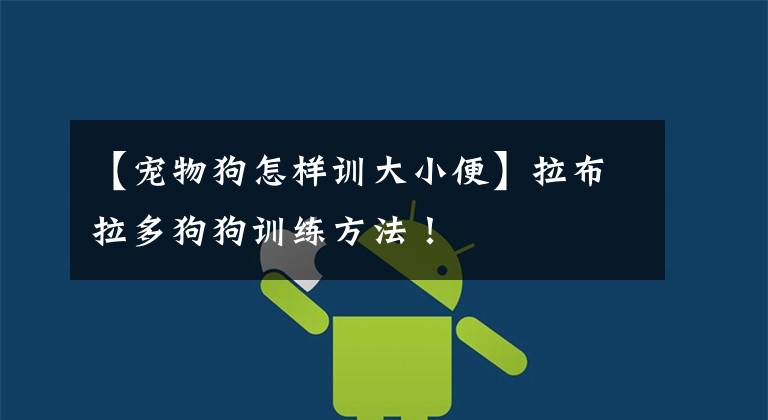 【宠物狗怎样训大小便】拉布拉多狗狗训练方法!