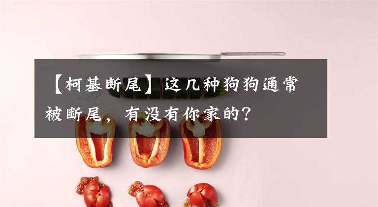 【柯基断尾】这几种狗狗通常被断尾，有没有你家的？