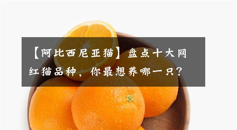 【阿比西尼亚猫】盘点十大网红猫品种，你最想养哪一只？