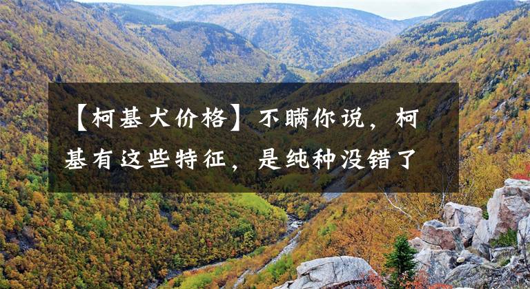 【柯基犬价格】不瞒你说，柯基有这些特征，是纯种没错了