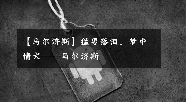 【马尔济斯】猛男落泪，梦中情犬——马尔济斯