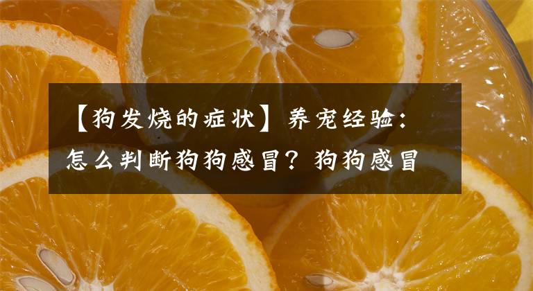 【狗发烧的症状】养宠经验：怎么判断狗狗感冒？狗狗感冒的症状及处理方法