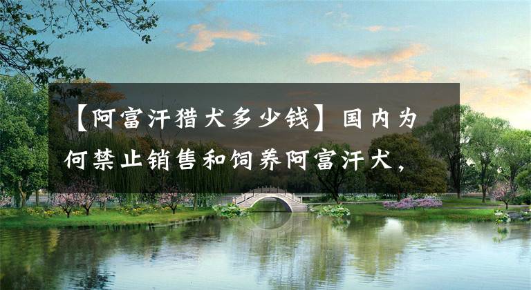 【阿富汗猎犬多少钱】国内为何禁止销售和饲养阿富汗犬,有钱人都不行?看完你还敢养吗