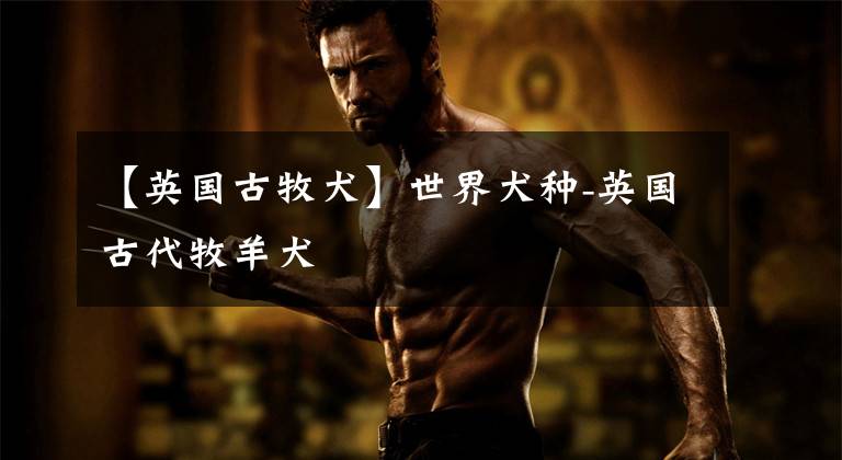 【英国古牧犬】世界犬种-英国古代牧羊犬