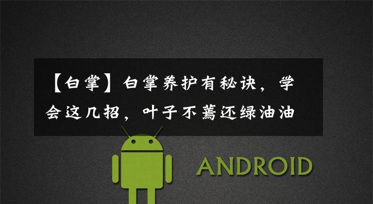 【白掌】白掌养护有秘诀，学会这几招，叶子不蔫还绿油油！