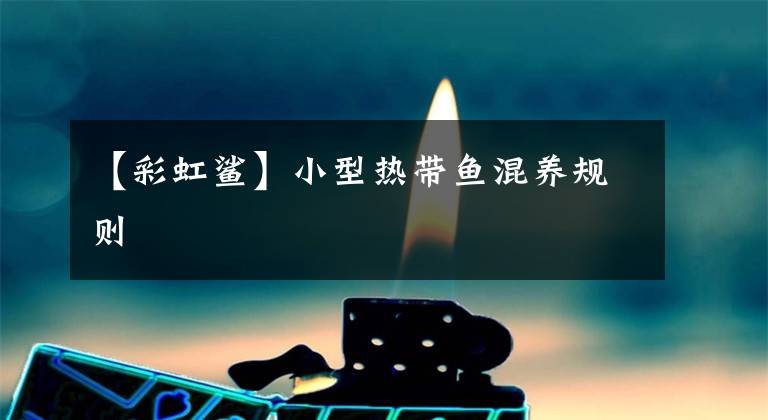 【彩虹鲨】小型热带鱼混养规则