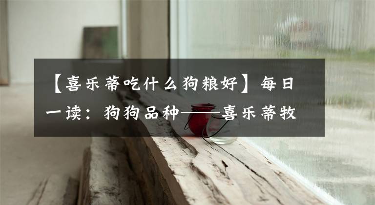 【喜乐蒂吃什么狗粮好】每日一读:狗狗品种——喜乐蒂牧羊犬