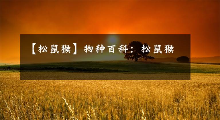 【松鼠猴】物种百科：松鼠猴